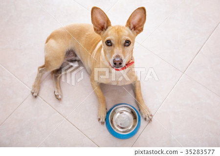 hungry dog with food bowl 35283577