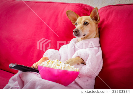 dog watching tv on the couch 35283584