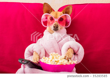 dog watching tv on the couch 35283585