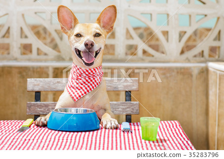 dog eating a the table with food bowl 35283796