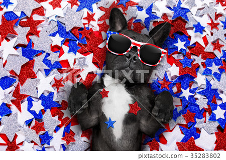 independence day 4th of july dog 35283802