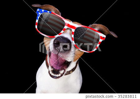 independence day 4th of july dog 35283811