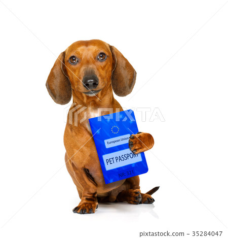 dog with european pet passport dog with european pet passport 35284047