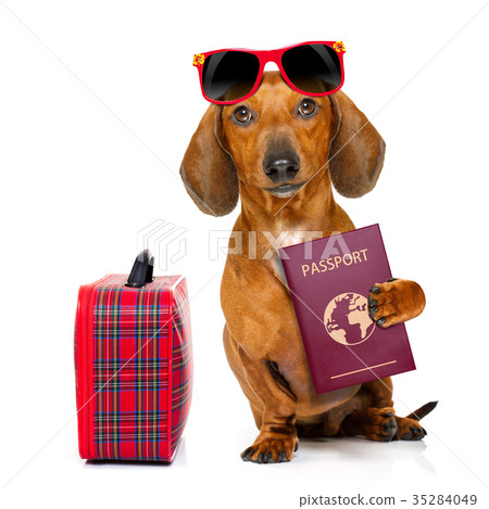 dachshund sausage dog on vacation 35284049