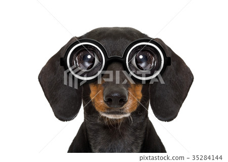 dumb nerd silly dachshund 35284144