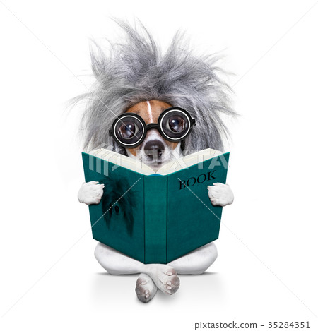 intelligent smart  dog reading a book 35284351