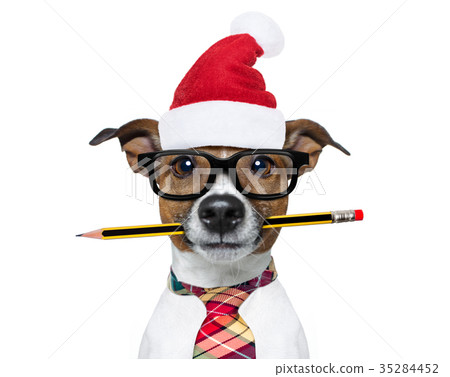 dog office worker on christmas holidays 35284452