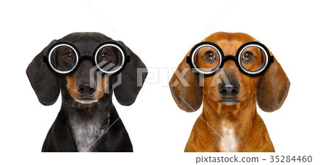 couple of dumb nerd silly dachshunds couple of dumb nerd silly dachshunds 35284460