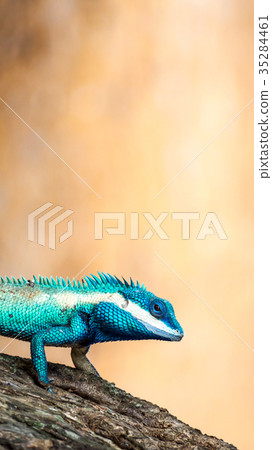 close up blue chameleon on the tree 35284461