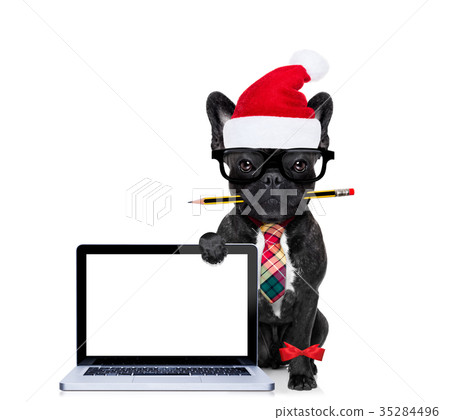 dog office worker on christmas holidays dog office worker on christmas holidays 35284496
