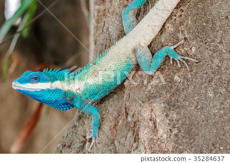 close up blue chameleon hold head on the tree 35284637
