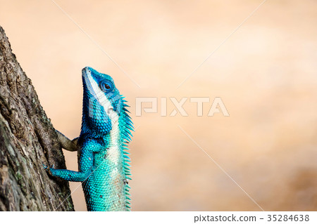 close up blue chameleon on the tree close up blue chameleon on the tree 35284638