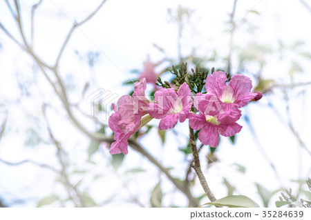 Pink flower with blur background ,  35284639