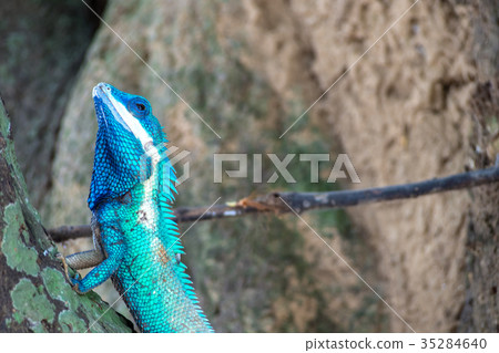 close up blue chameleon hold head on the tree close up blue chameleon hold head on the tree 35284640
