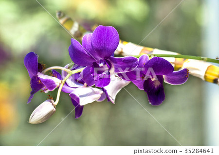 close up pack of black ants on orchid close up pack of black ants on orchid 35284641