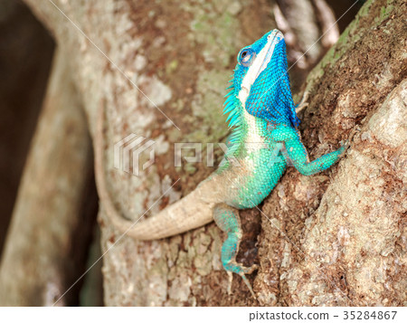 close up blue chameleon on the tree close up blue chameleon on the tree 35284867