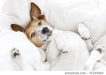 sick ill or sleeping dog 35284883