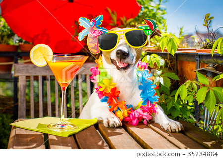 cocktail drink dog summer holiday vacation cocktail drink dog summer holiday vacation 35284884