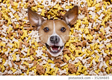 hungry dog in big  food mound 35284885