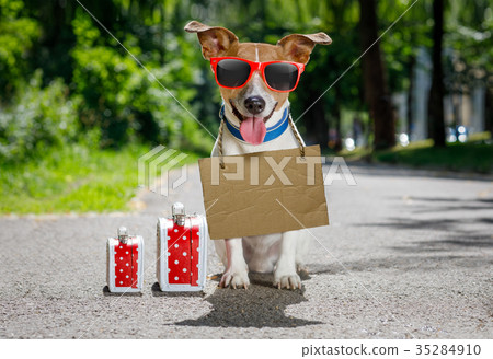 lost and homeless abandoned dog lost and homeless abandoned dog 35284910