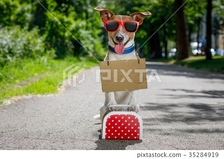 lost and homeless abandoned dog lost and homeless abandoned dog 35284919