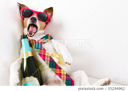 drunk hangover  dog 35284962