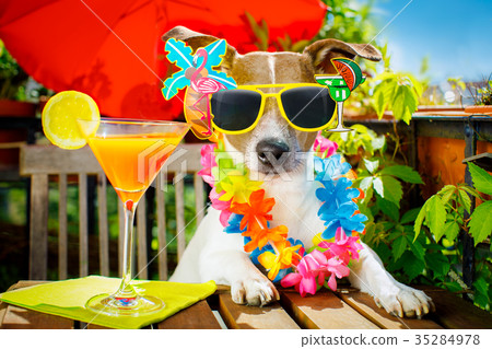 cocktail drink dog summer holiday cocktail drink dog summer holiday 35284978
