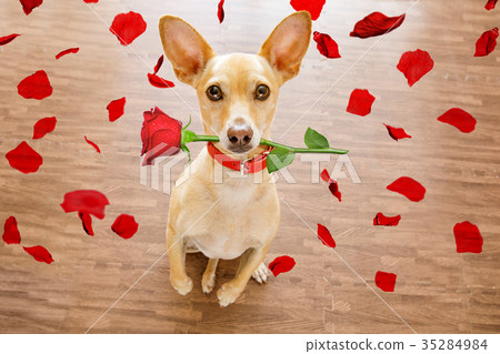 valentines dog in love with rose in mouth 35284984