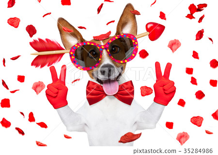 crazy in love valentines dog 35284986