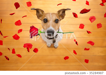 valentines dog in love with rose in mouth 35284987