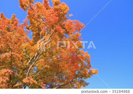 Autumn color maple 35284988