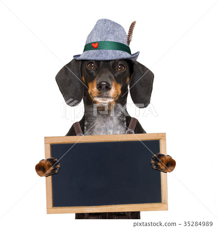 bavarian beer dog 35284989