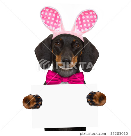 bunny easter ears dog bunny easter ears dog 35285010