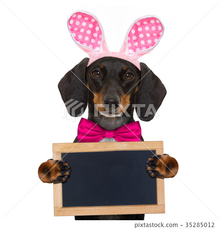 bunny easter ears dog bunny easter ears dog 35285012