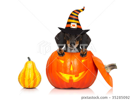 halloween ghost dog trick or treat halloween ghost dog trick or treat 35285092