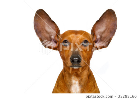 dog listening carefully dog listening carefully 35285166