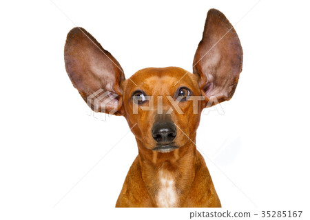 dog listening carefully dog listening carefully 35285167