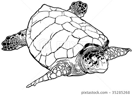 Sea Turtle Sea Turtle 35285268