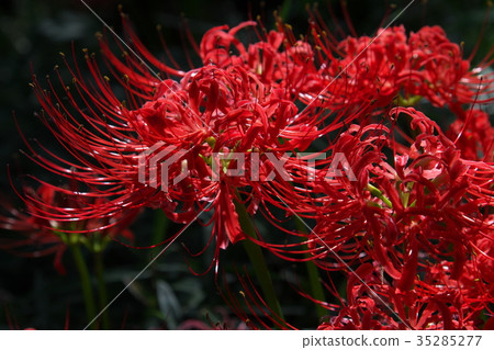 群集孤挺花 35285277