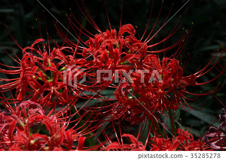 群集孤挺花 群集孤挺花 35285278