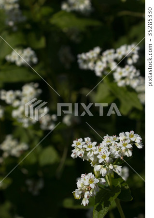 Buckwheat flowers Buckwheat flowers 35285330