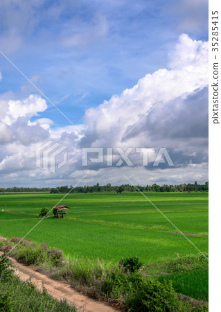 hut on the rice field hut on the rice field 35285415