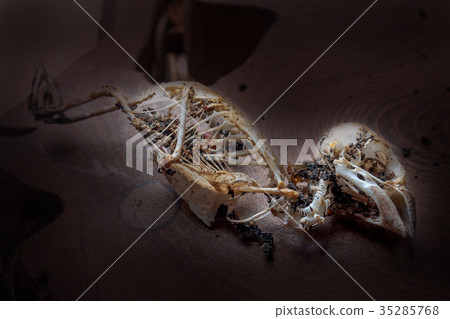Closeup of sparrow skull in dark Closeup of sparrow skull in dark 35285768