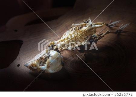 Closeup of sparrow skull in dark Closeup of sparrow skull in dark 35285772