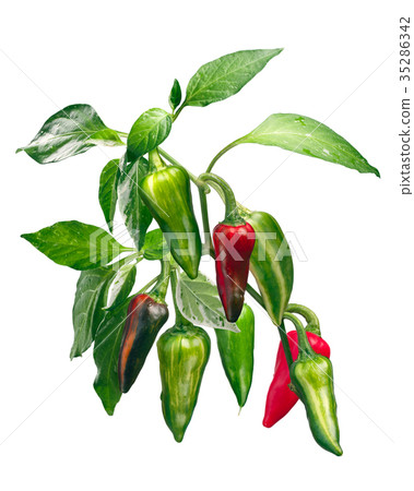 Fish chile pepper plant C. annuum, paths Fish chile pepper plant C. annuum, paths 35286342