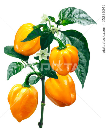 Numex Suave Orange Habanero chile, paths Numex Suave Orange Habanero chile, paths 35286343