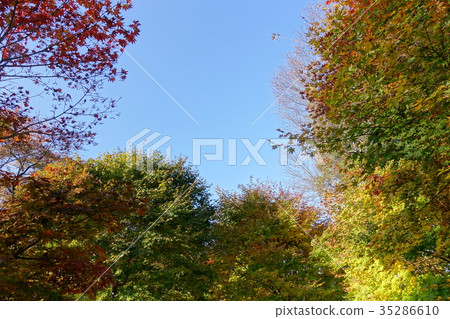 Autumn leaves copy space 1 Autumn leaves copy space 1 35286610