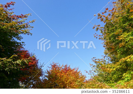 Autumn leaves copy space 2 Autumn leaves copy space 2 35286611