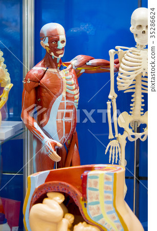 Human anatomy structure Human anatomy structure 35286624