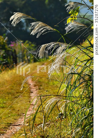 Japanese pampas grass road, village autumn, autumn scenery Japanese pampas grass road, village autumn, autumn scenery 35287276